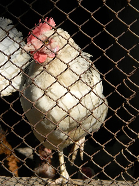 然是球队的 然是球队的