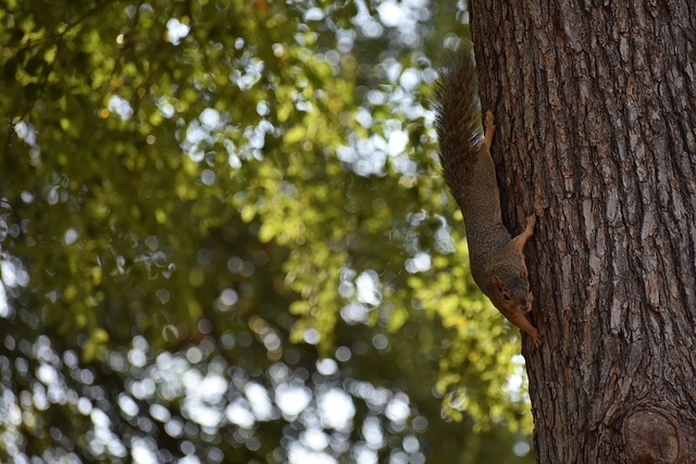 将会是利物 将会是利物